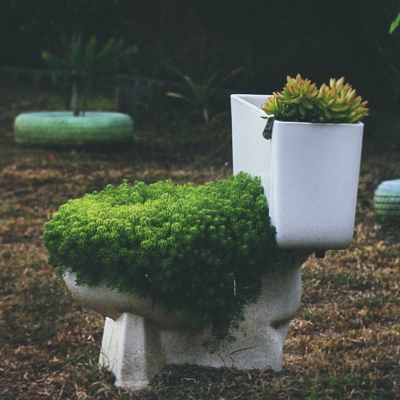 Green Leafed Plants On Toilet Bowl