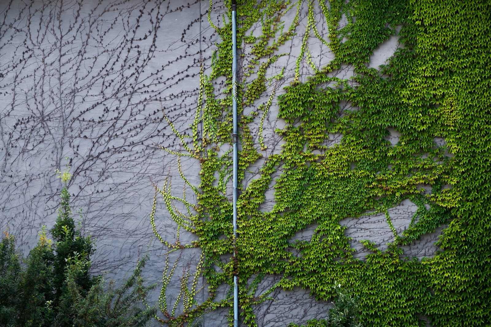 Wall and water pipe covered with lush green foliage of crawling ivy plant